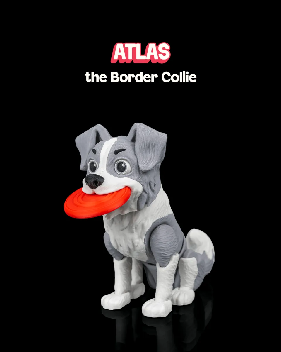 Atlas, the Border Collie