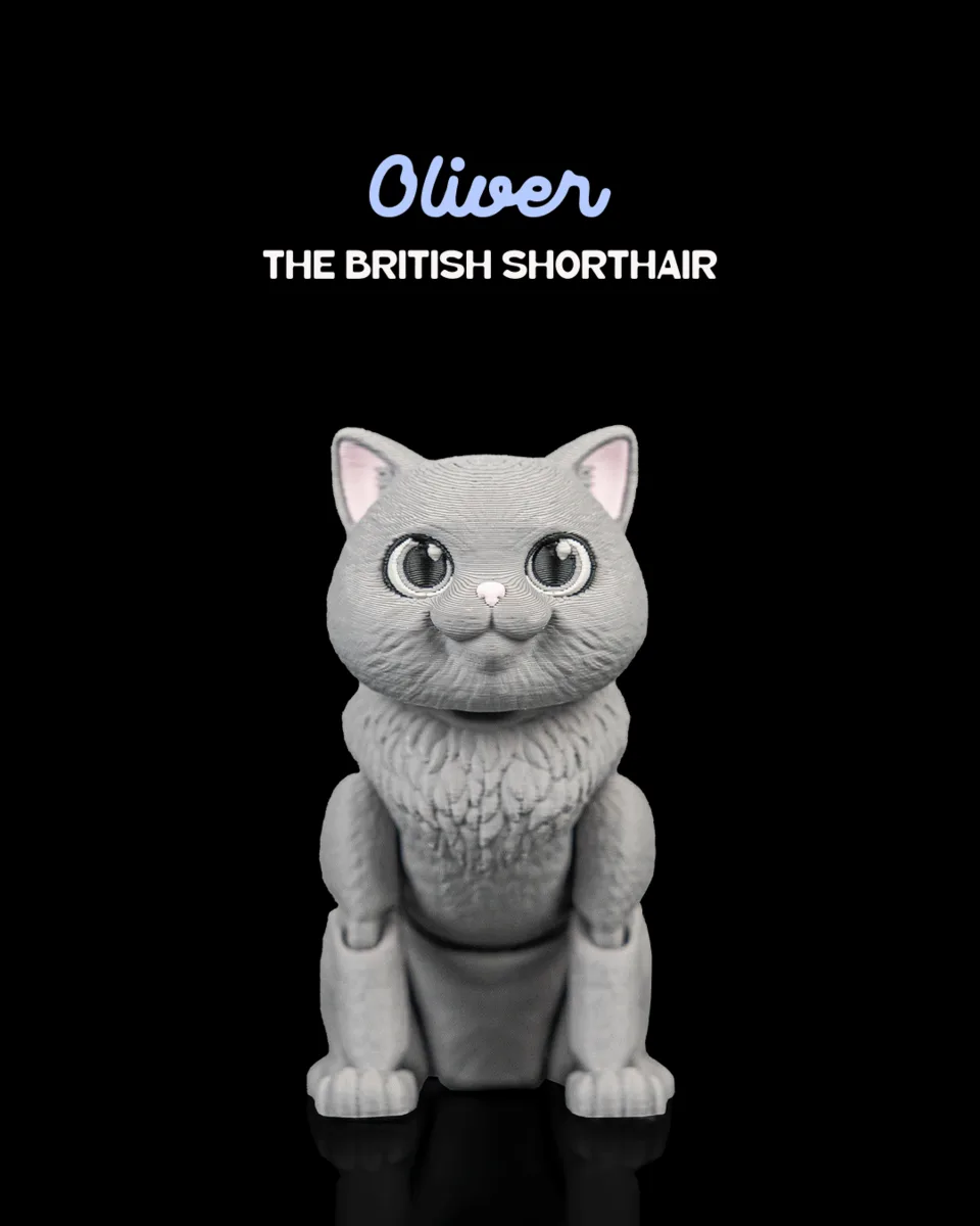 Oliver, the British Shorthair