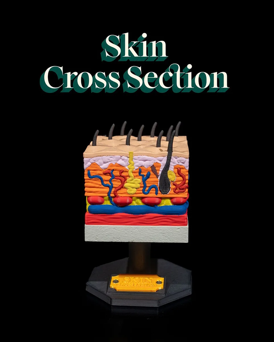 Skin Cross Section