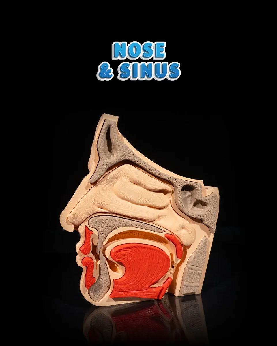 Nose and Sinus