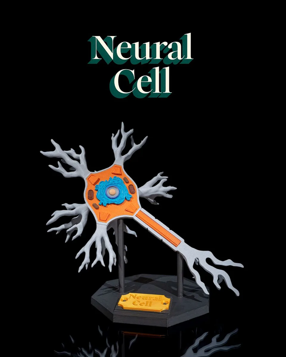 Neural Cell