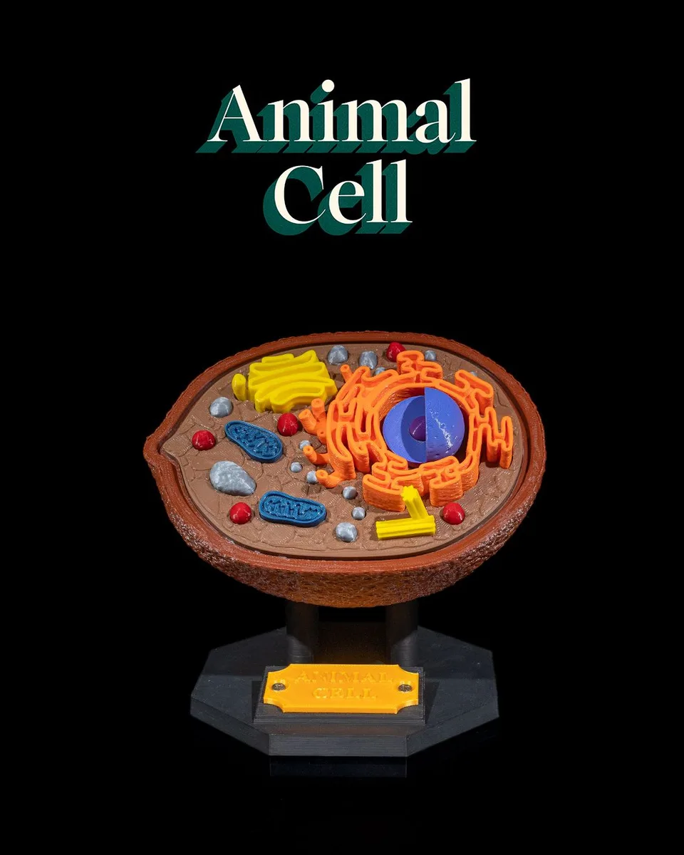 Animal Cell