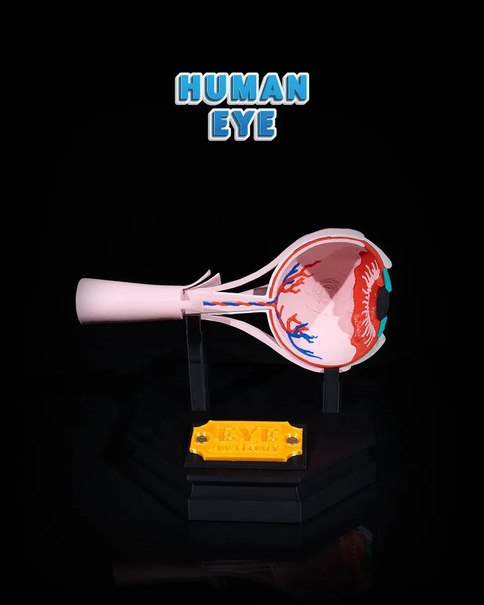 Human Eye