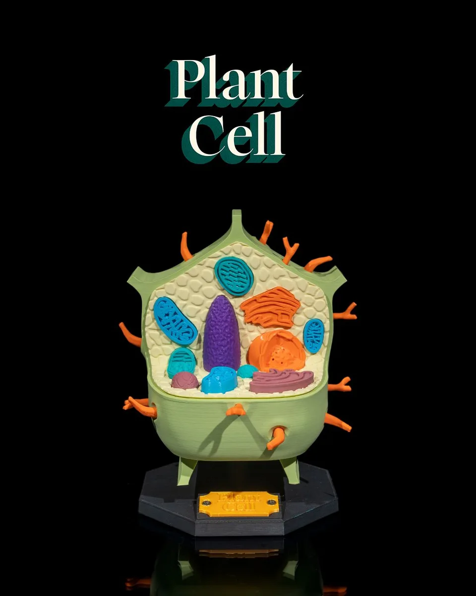 Plant Cell