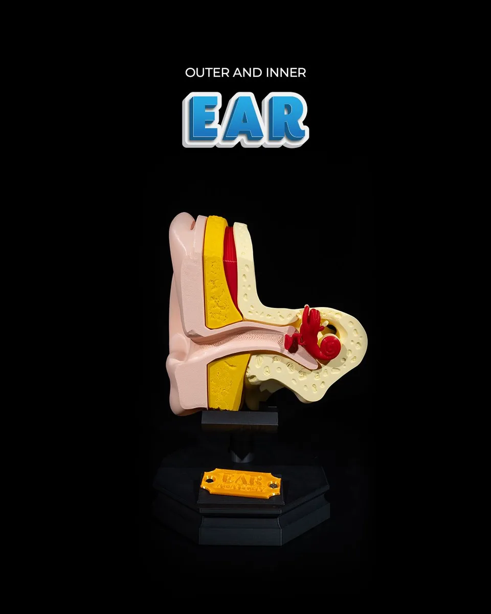 Outer and Inner Ear