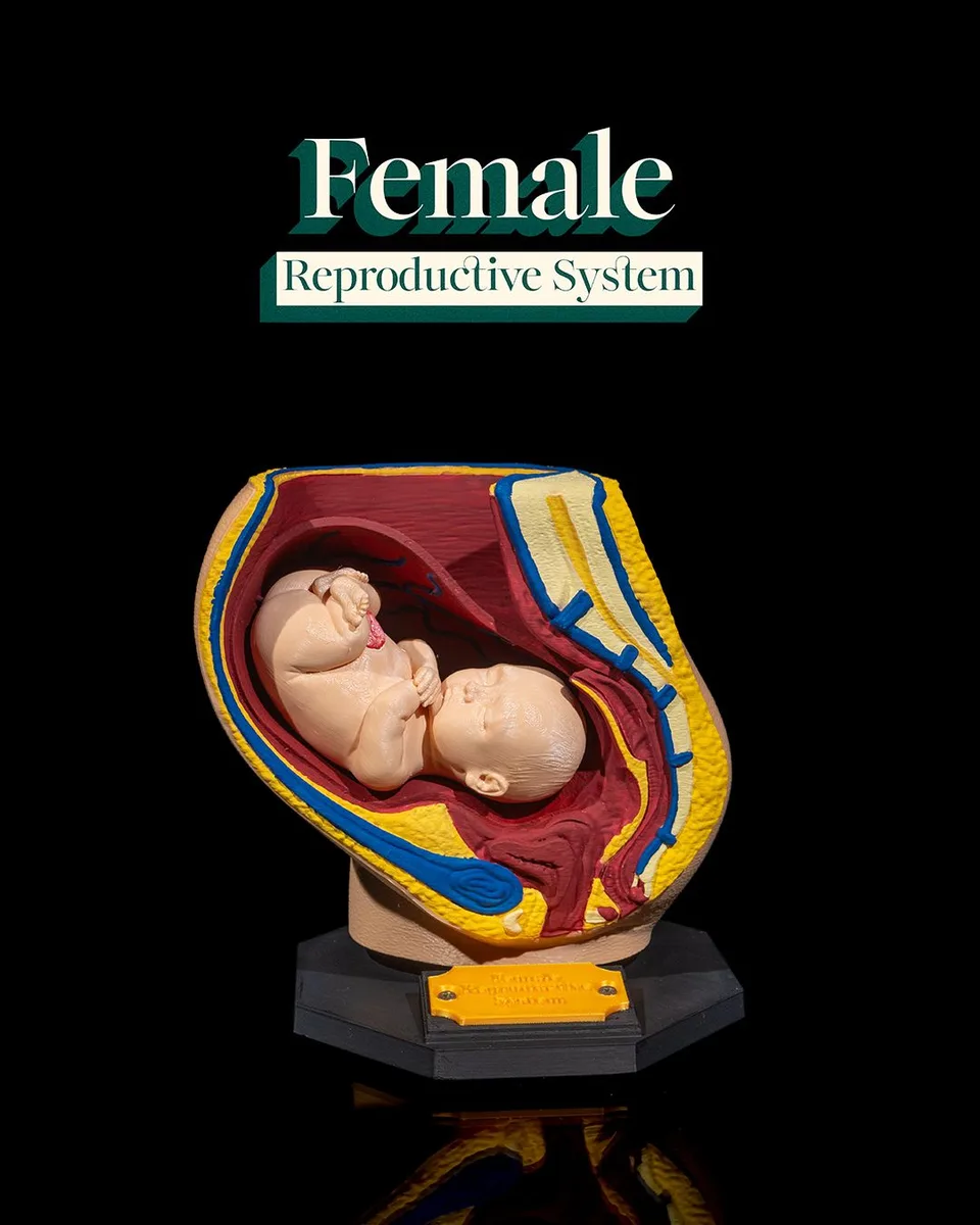 Female Reproductive System